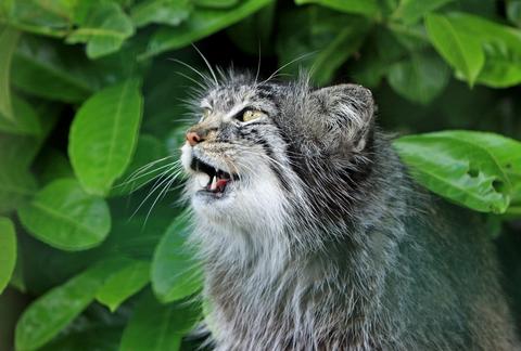 Feuille à chat verte