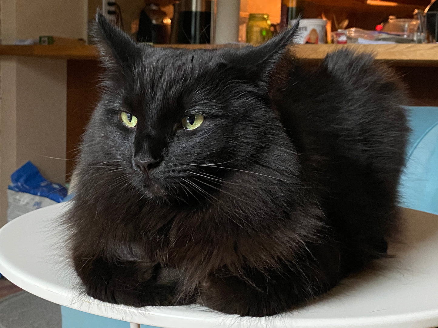 Turkish Angora